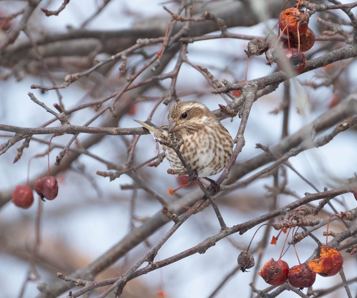 hýl nachový - ML651294103