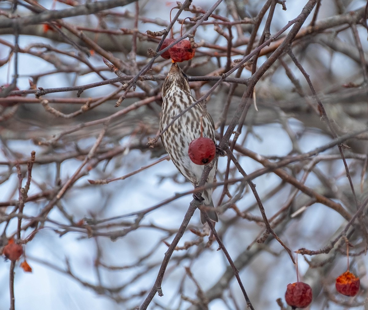 hýl nachový - ML651294105