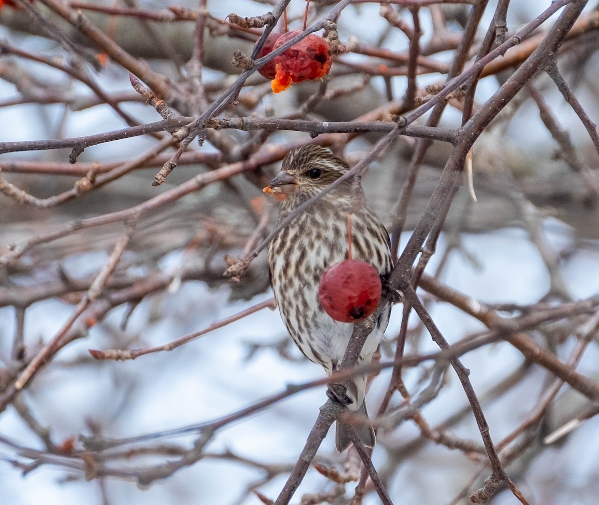 hýl nachový - ML651294106