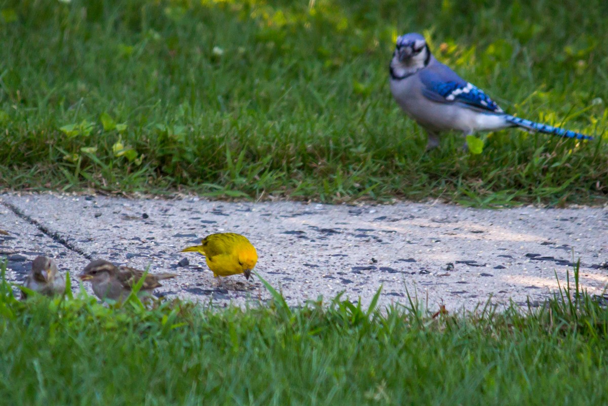 Saffron Finch - ML65129411