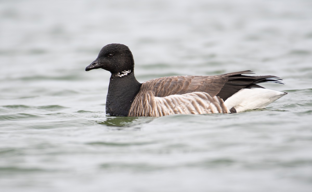 eBird Checklist - 15 Feb 2026 - Jones Beach SP--West End beach and ...