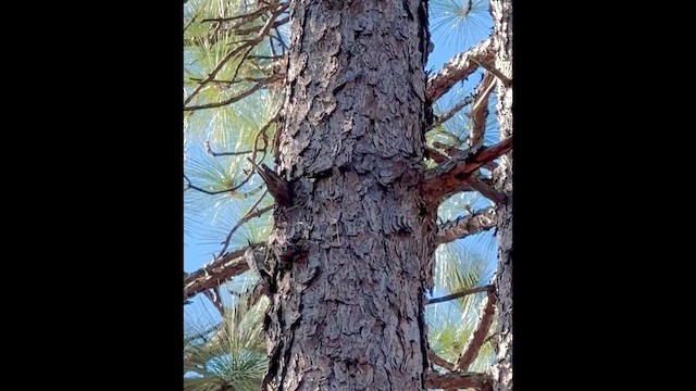 Red-cockaded Woodpecker - ML651295534