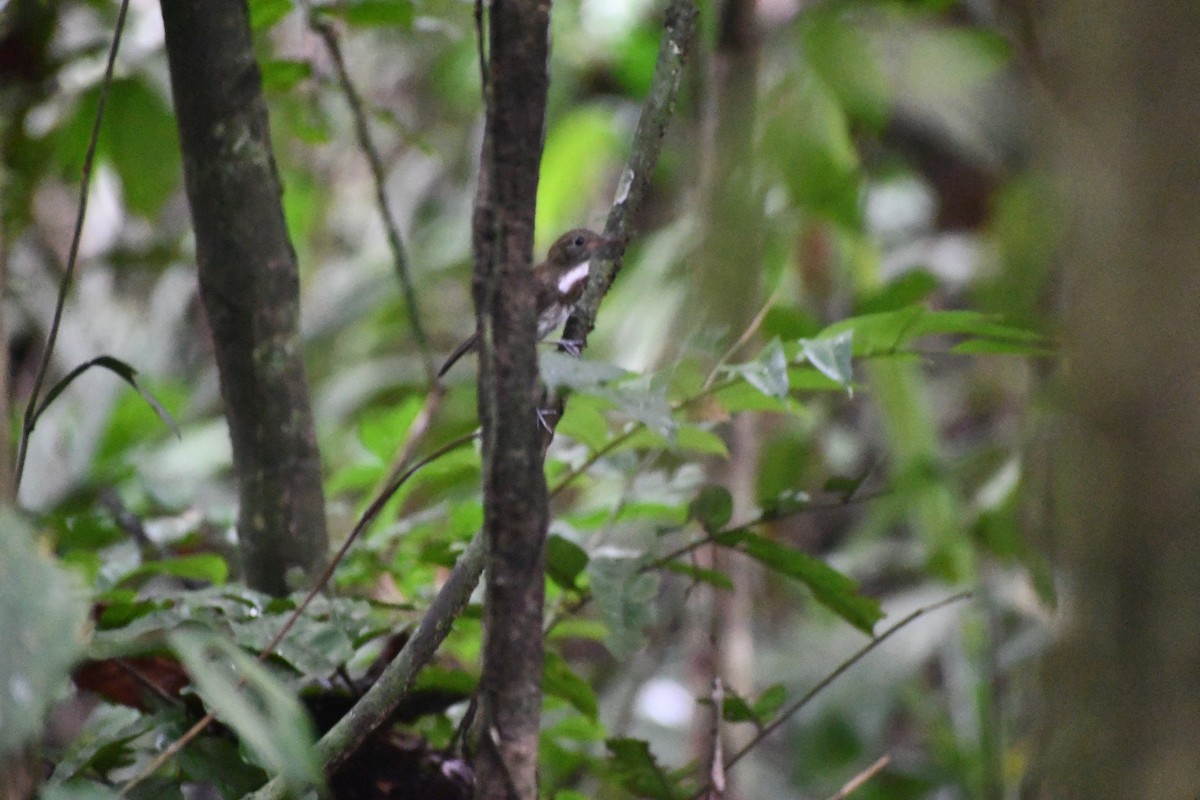 タヒバリタイランチョウ - ML651296464