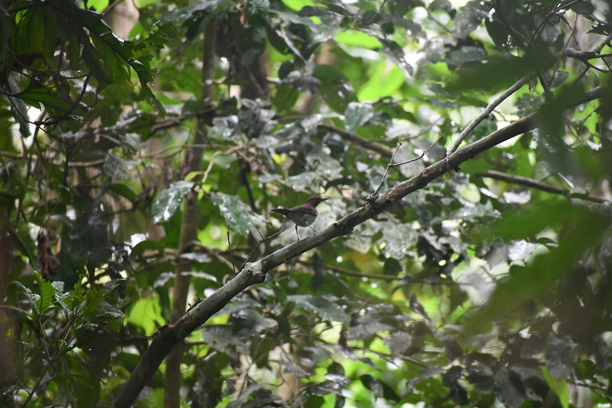 ハシグロムジツグミ - ML651296622