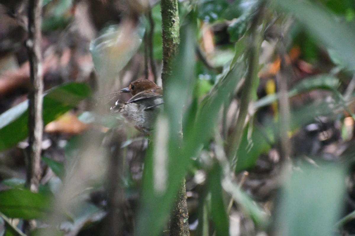 セウロコアリドリ - ML651296833