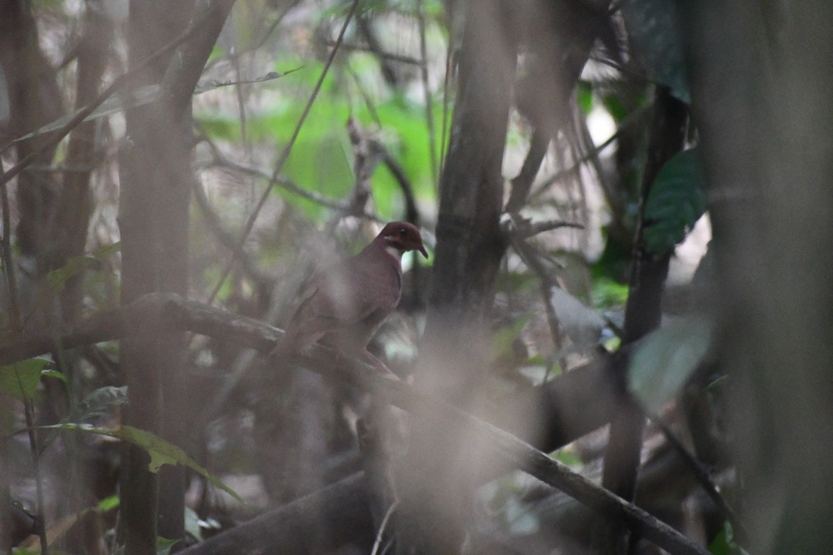 ヤマウズラバト - ML651296845