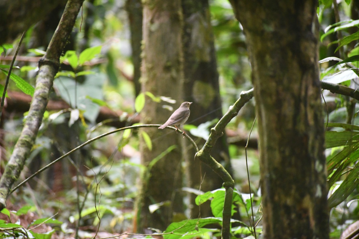 オリーブチャツグミ - ML651296850