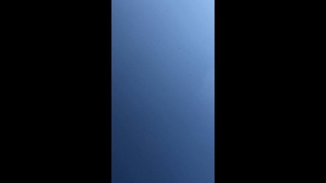 new world vulture sp. - ML651296891