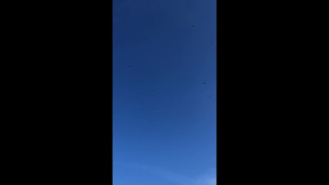 new world vulture sp. - ML651296895