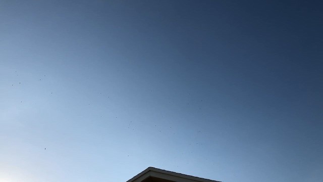 new world vulture sp. - ML651296897