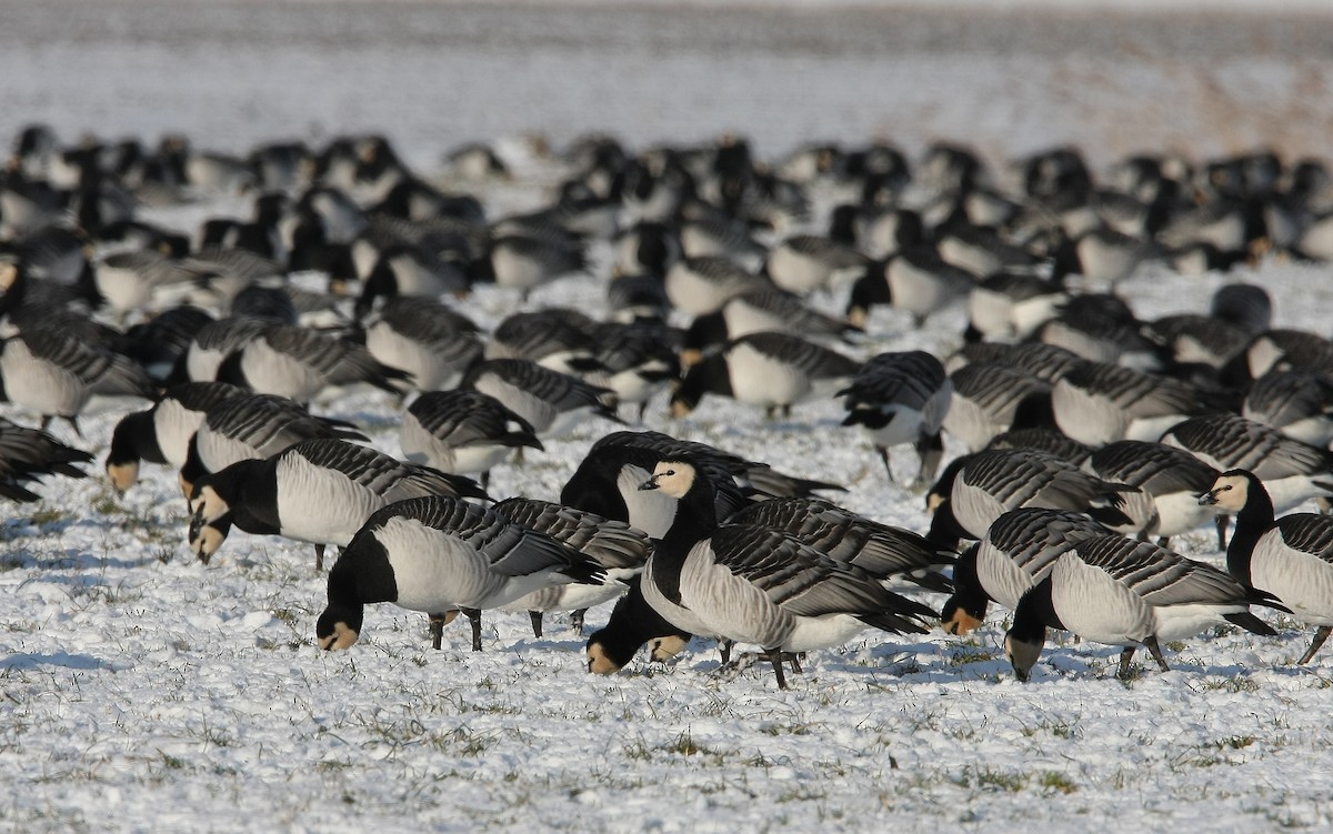 Barnacle Goose - ML65129721