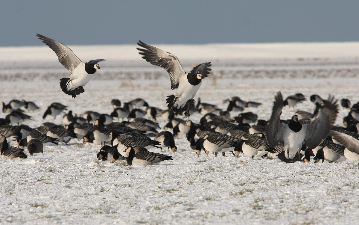 Barnacle Goose - ML65129731