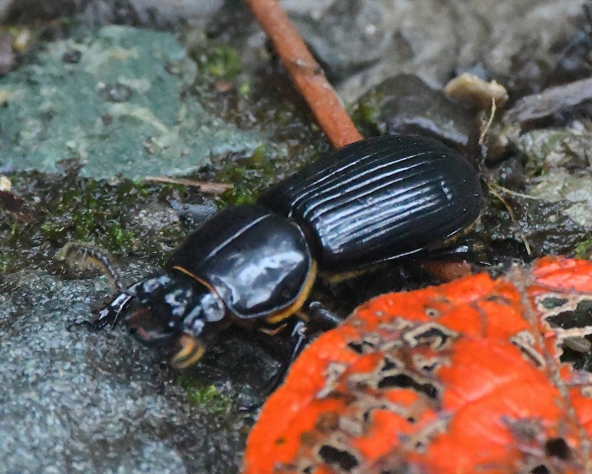 Escarabajos y parientes - ML651298142