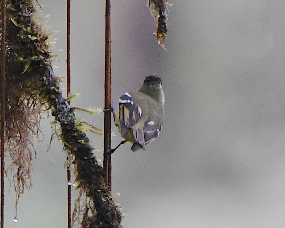 Mosquerito Capirotado - ML651298236