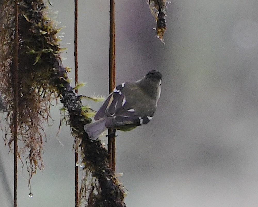Mosquerito Capirotado - ML651298282