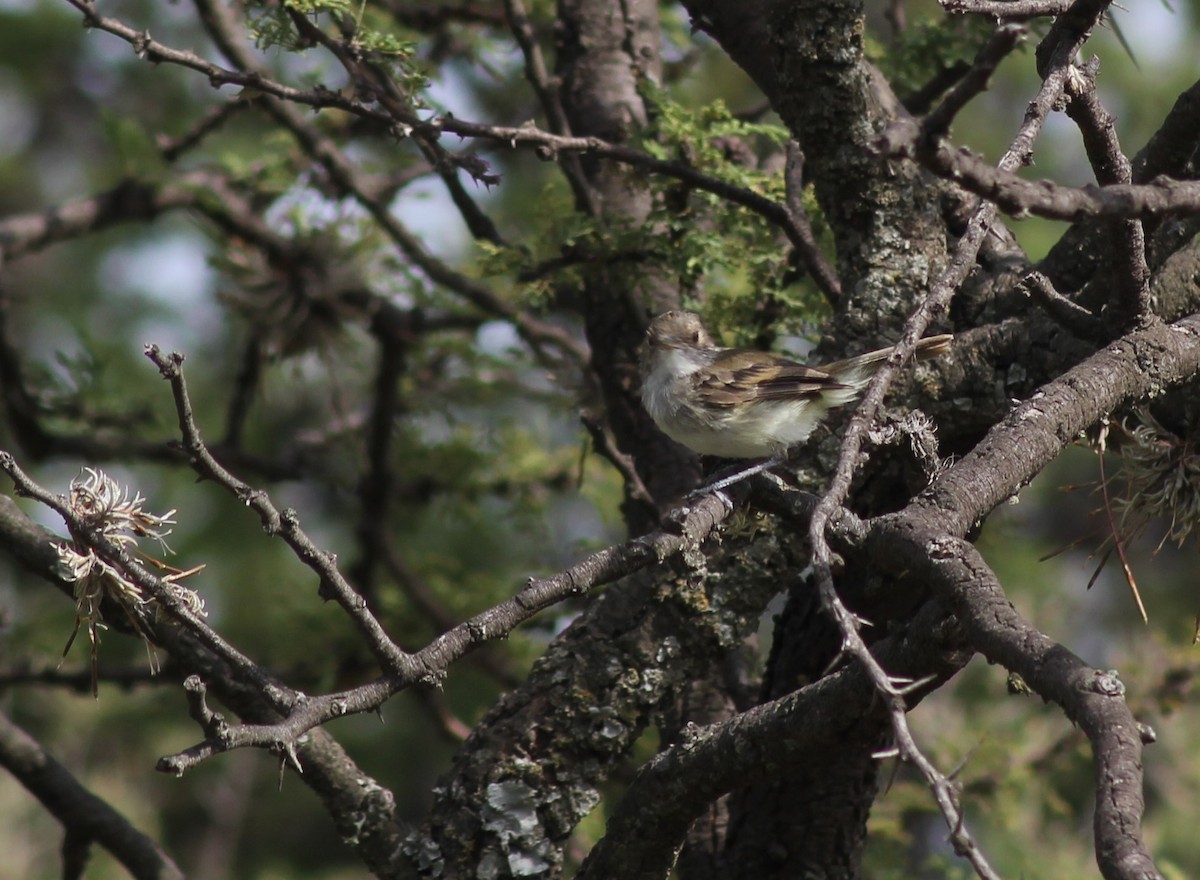 Fulvous-crowned Scrub-Tyrant - ML651298376