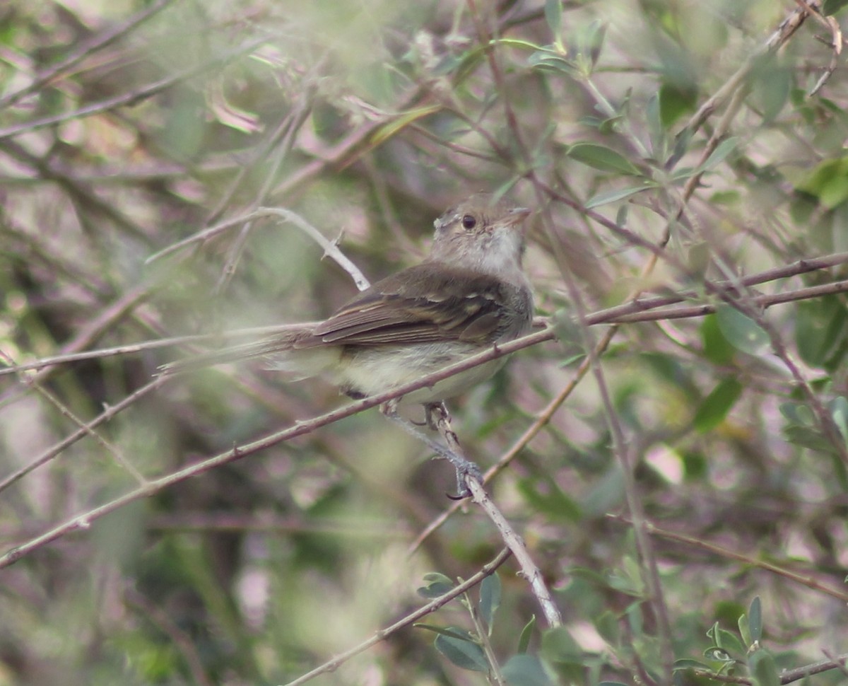 Fulvous-crowned Scrub-Tyrant - ML651298377