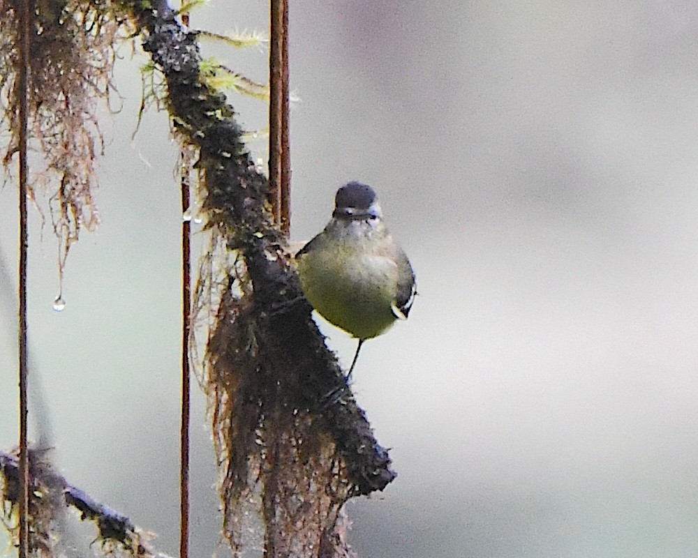 Mosquerito Capirotado - ML651298434