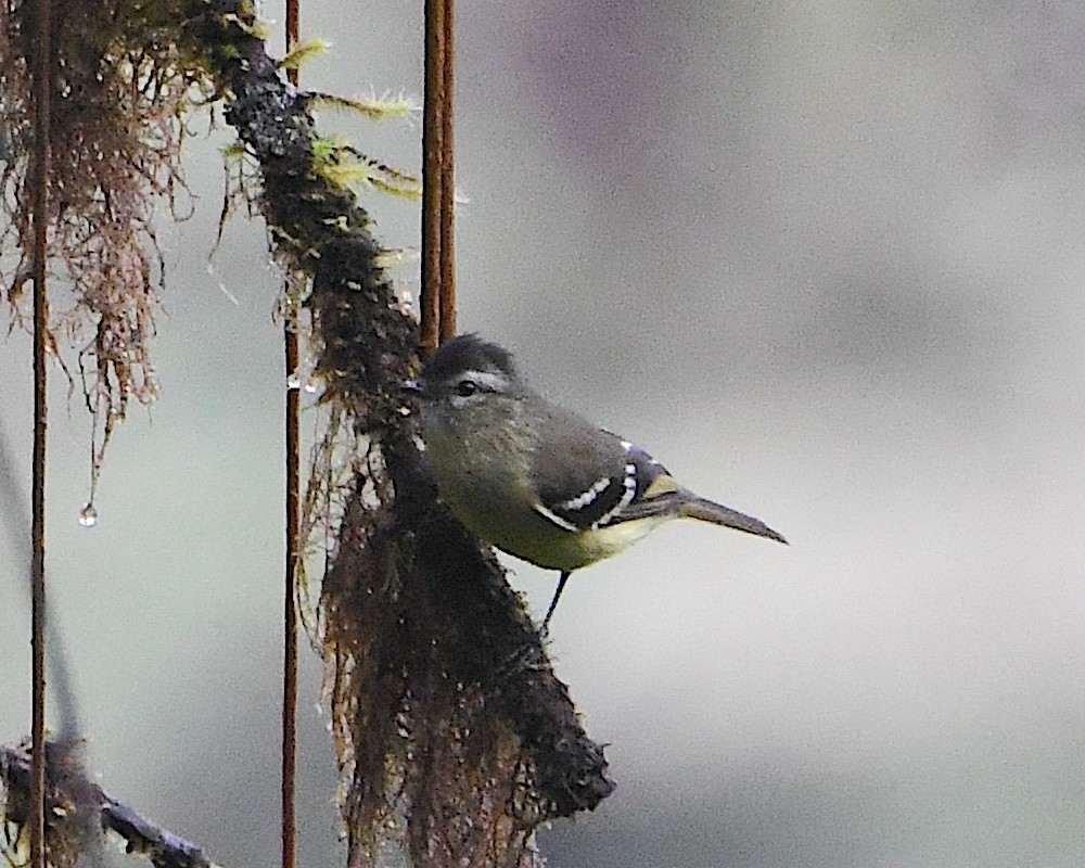 Mosquerito Capirotado - ML651298484