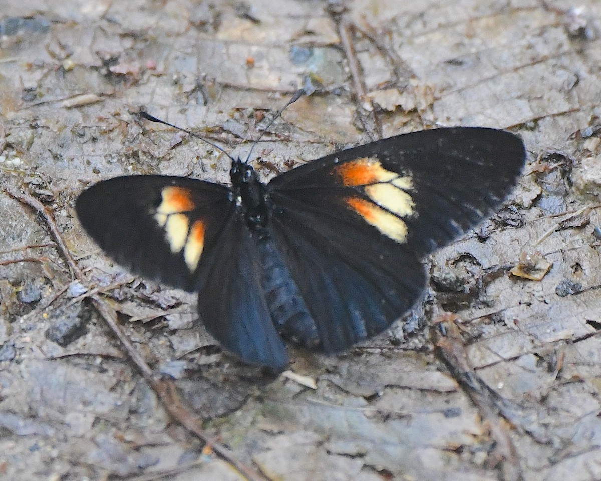 Insectos - ML651298575