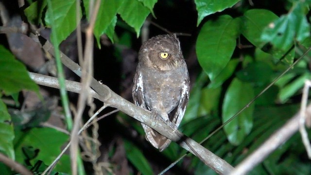 Andaman Scops-Owl - ML651298883