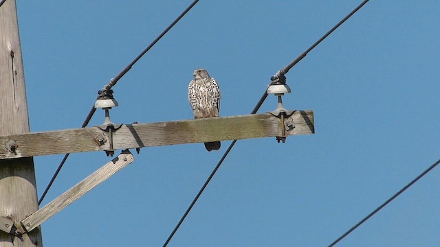 Faucon gerfaut - ML651299161