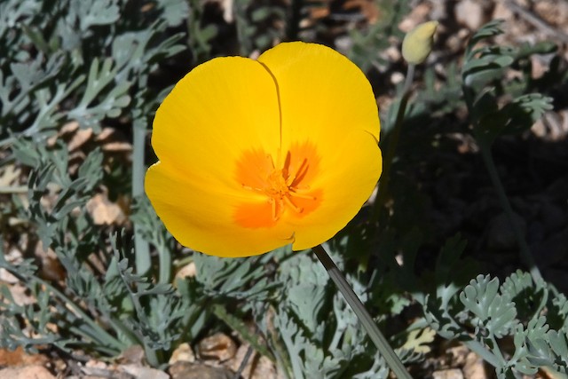 Chino Canyon, Santa Cruz, Arizona, United States - eBird Hotspot