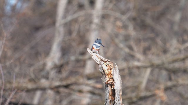 שלדג אמריקני - ML651300048