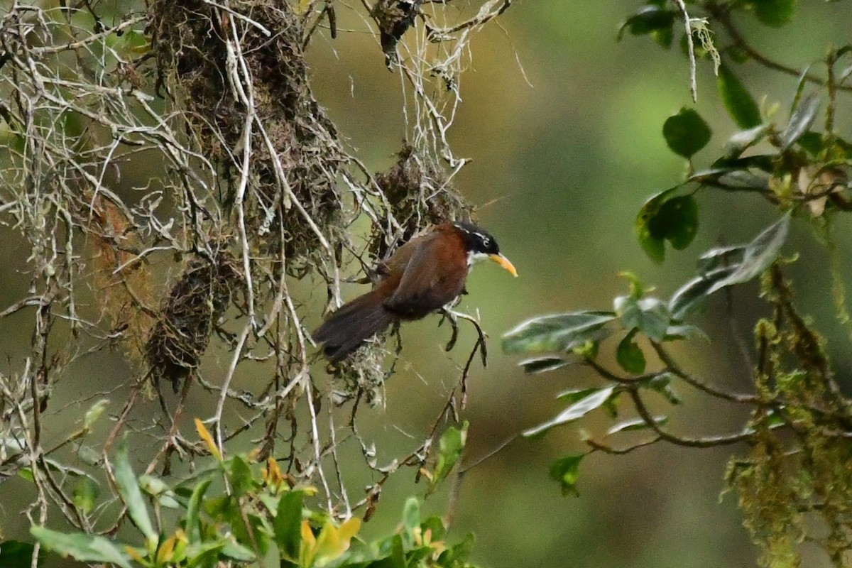 Javan Scimitar-Babbler - ML651304330