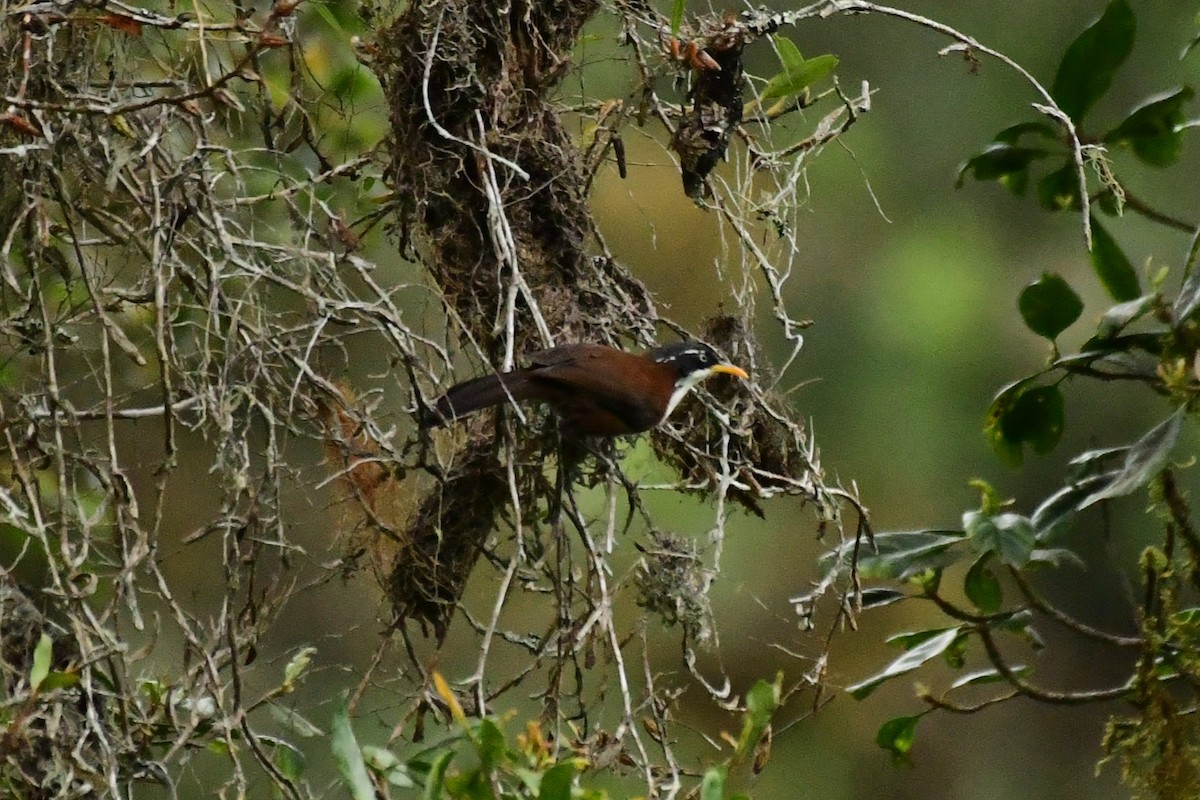 Javan Scimitar-Babbler - ML651304331