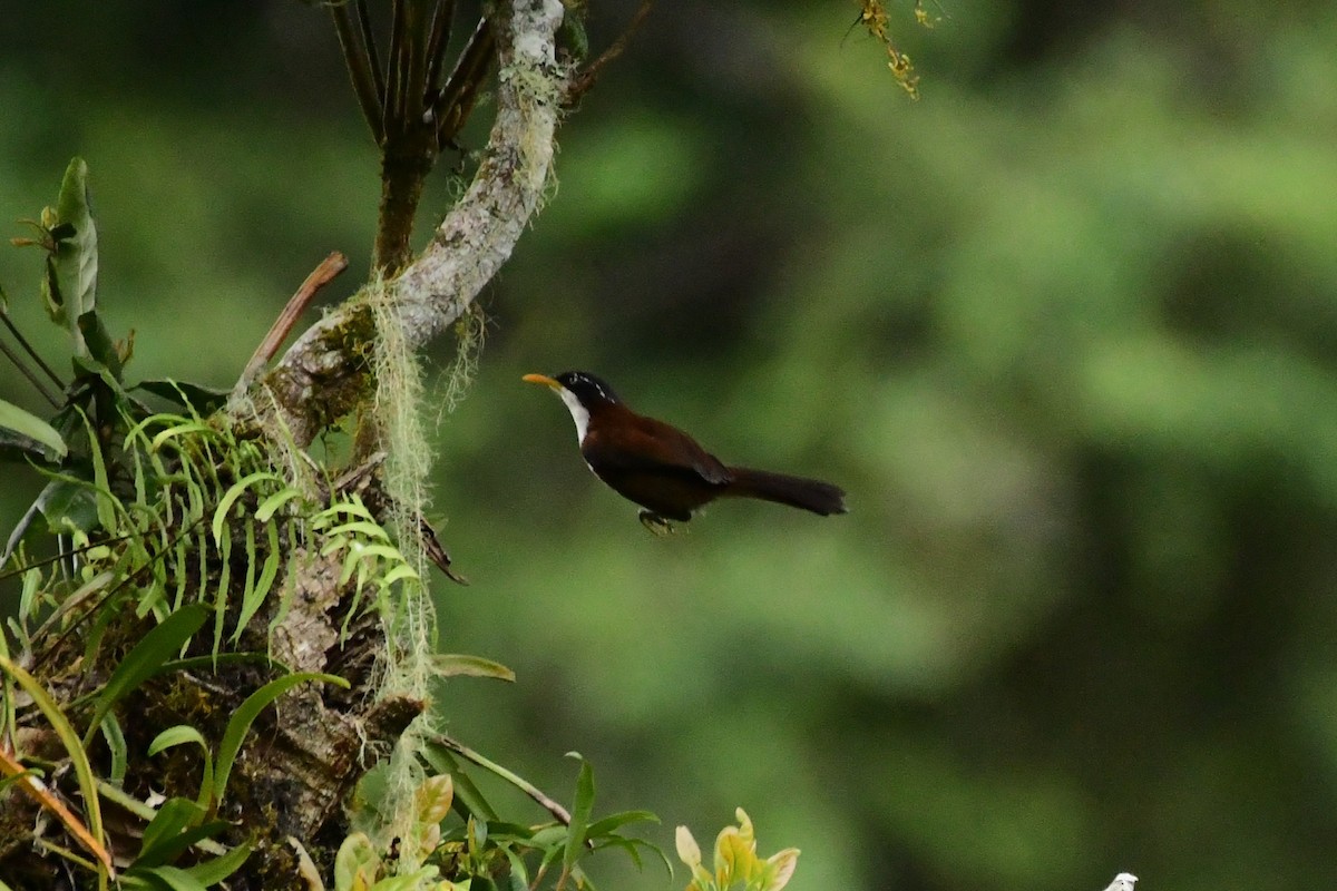 Javan Scimitar-Babbler - ML651304332