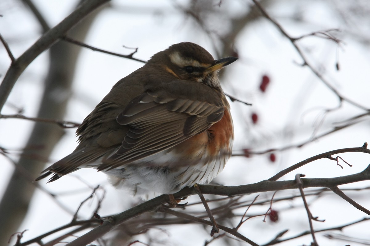 Redwing - Christoph Moning