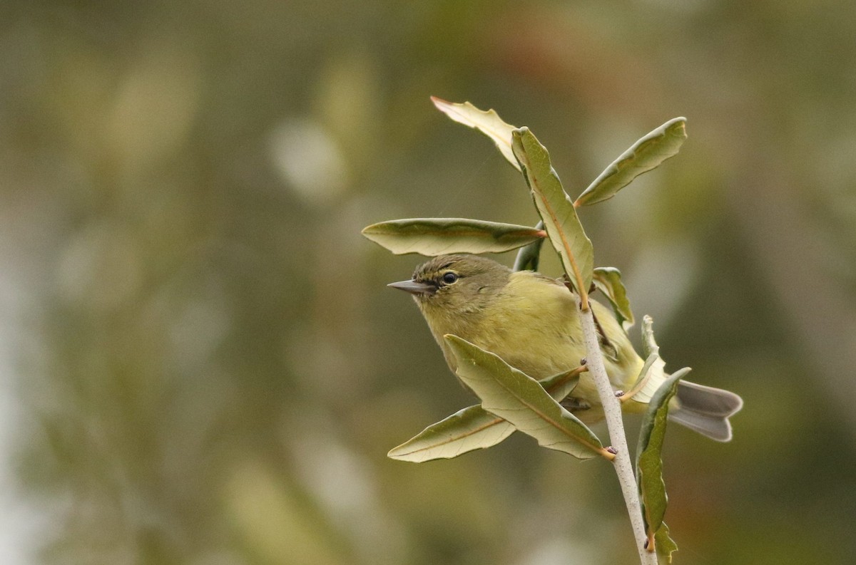 Рыжешапочная древесница - ML651305478