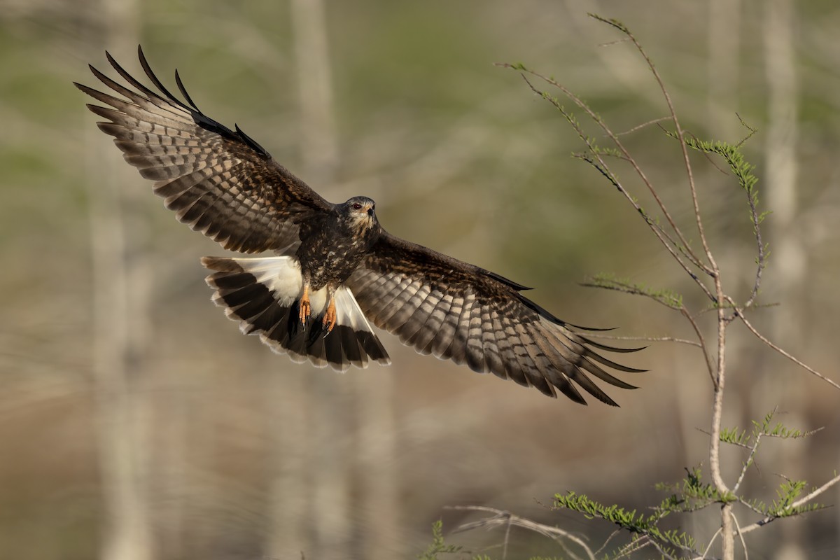 Snail Kite - ML651308453