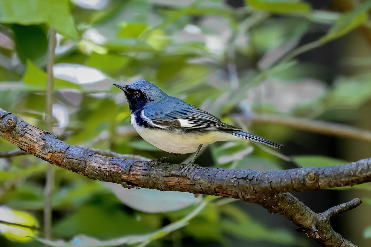 Black-throated Blue Warbler - ML651309549