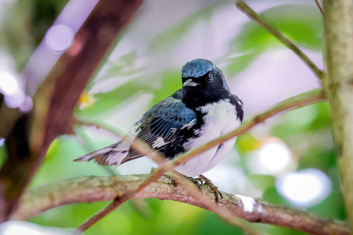 Black-throated Blue Warbler - ML651309550
