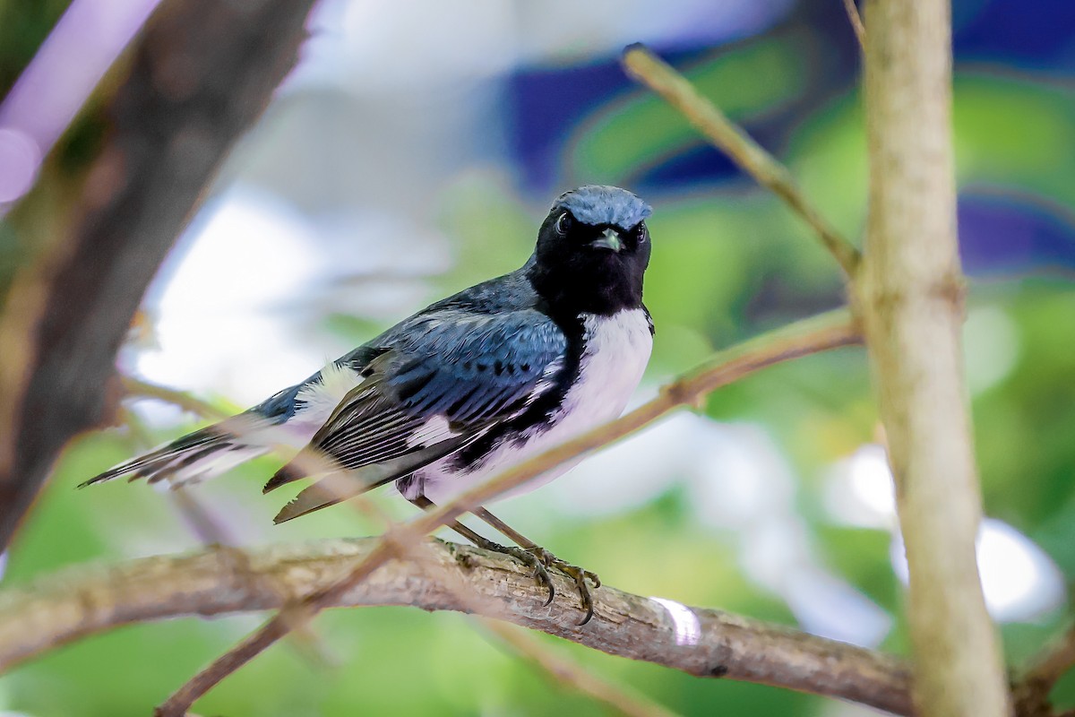 Black-throated Blue Warbler - ML651309551