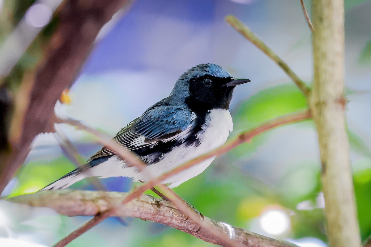 Black-throated Blue Warbler - ML651309552
