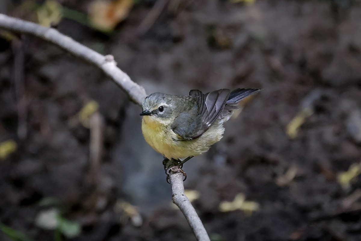 Black-throated Blue Warbler - ML651309553