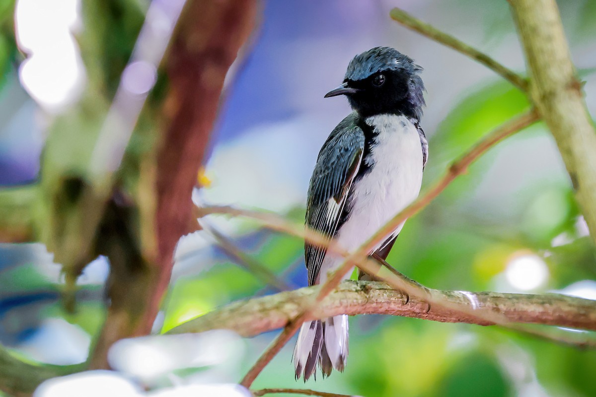 Black-throated Blue Warbler - ML651309554