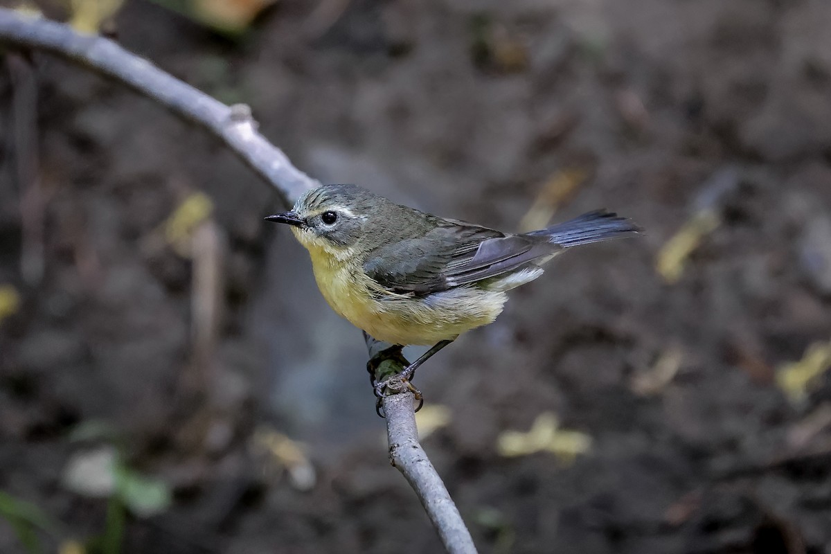 Black-throated Blue Warbler - ML651309555