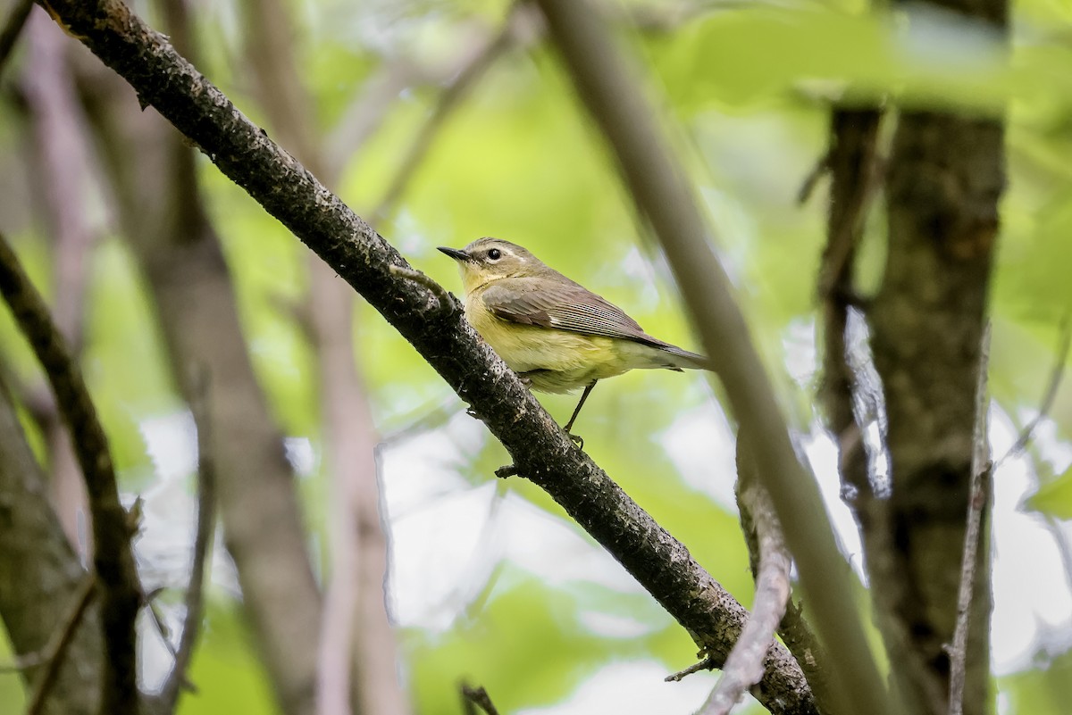 Black-throated Blue Warbler - ML651309556