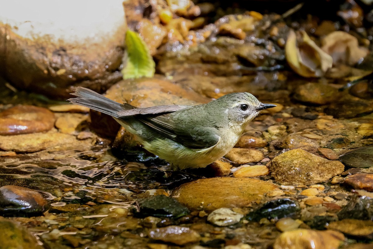 Black-throated Blue Warbler - ML651309558