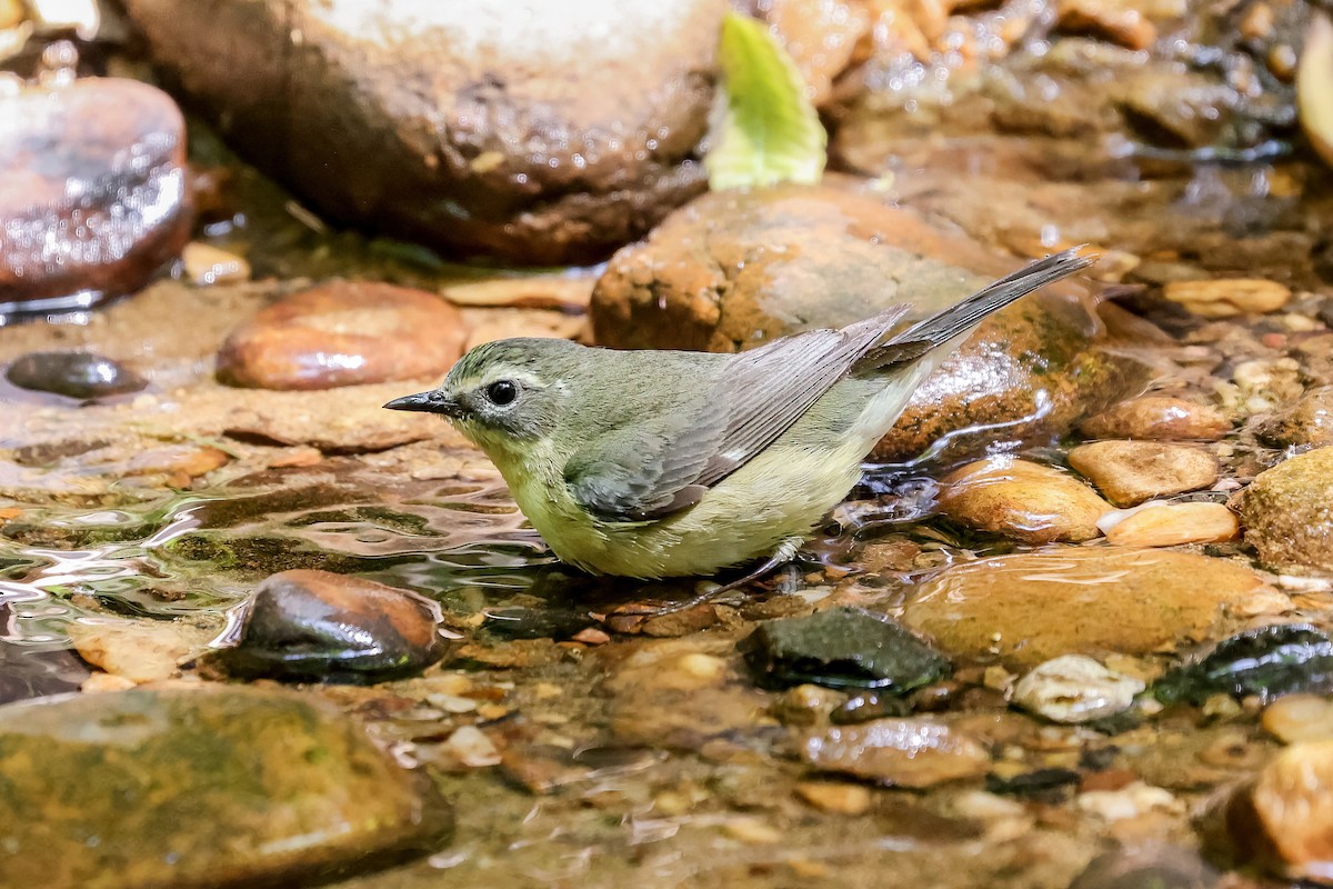 Black-throated Blue Warbler - ML651309559