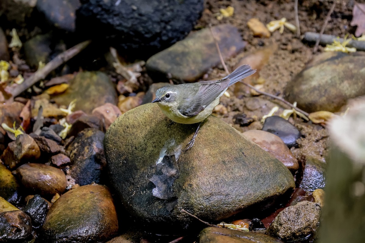 Black-throated Blue Warbler - ML651309560