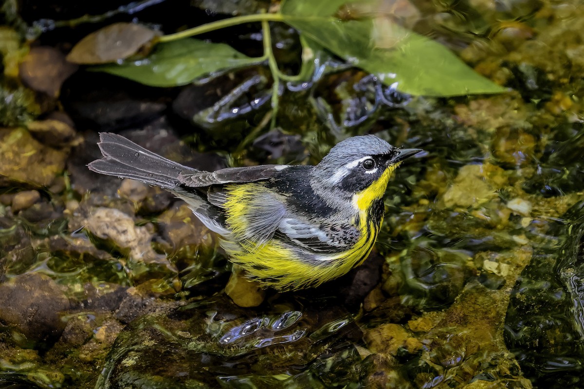 Magnolia Warbler - ML651309571