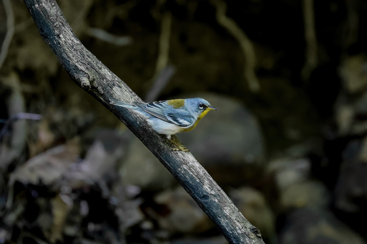 Northern Parula - ML651309576