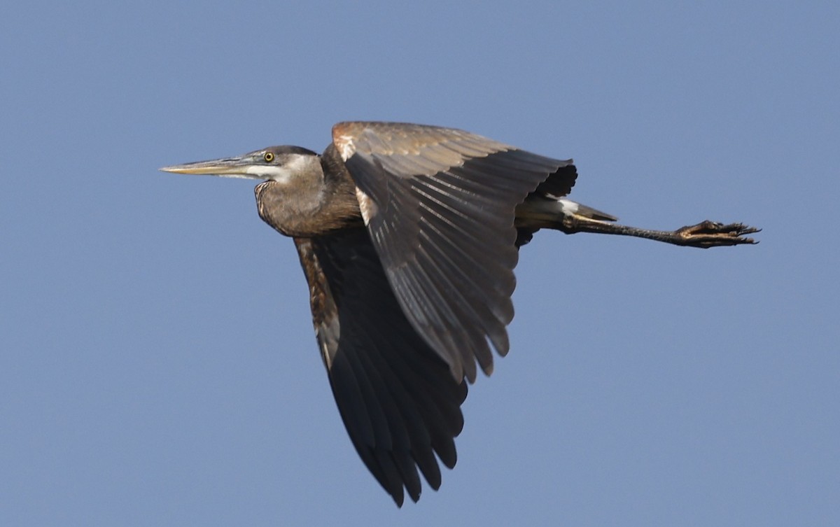 Great Blue Heron - ML651309590