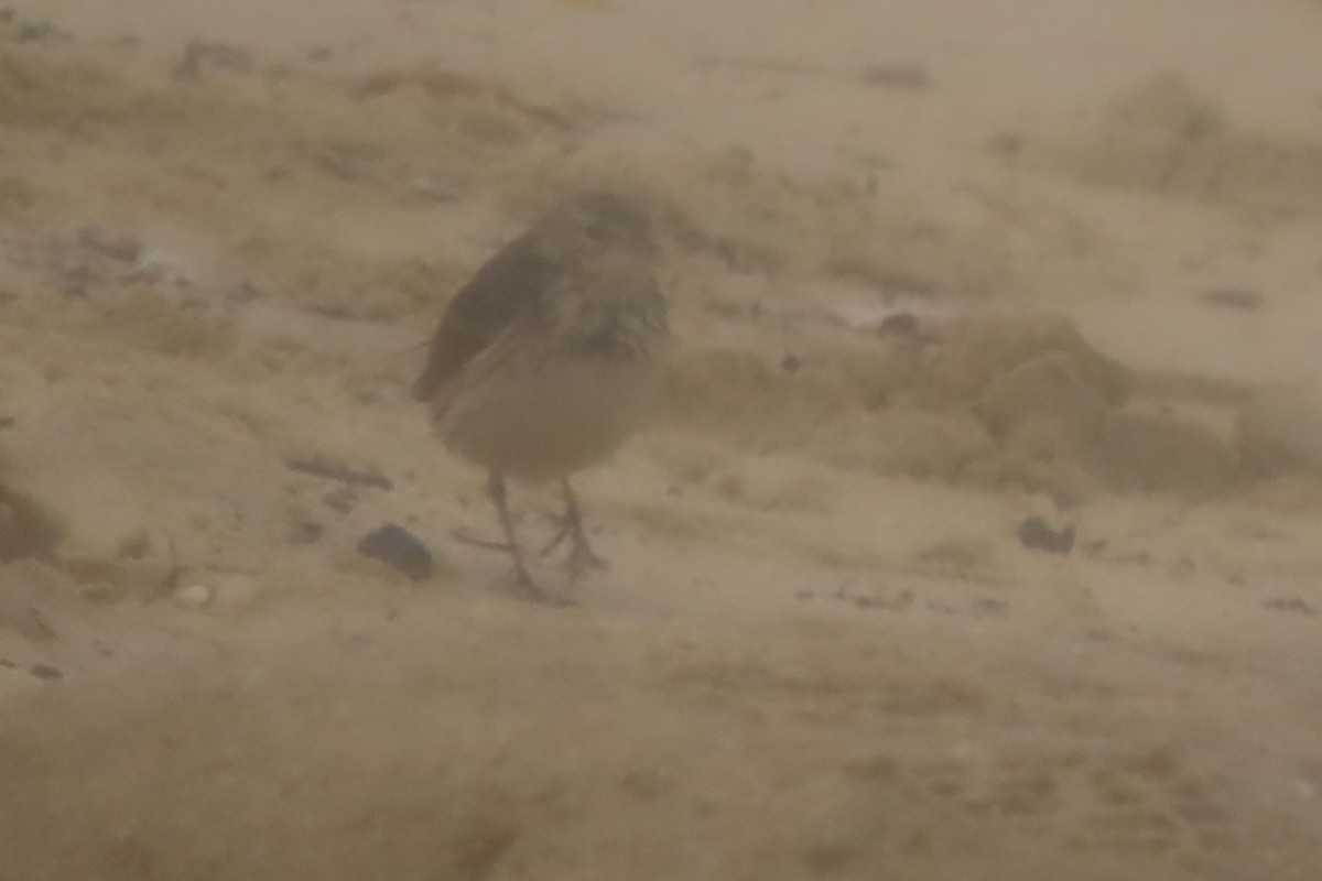 Щеврик американський - ML651309596