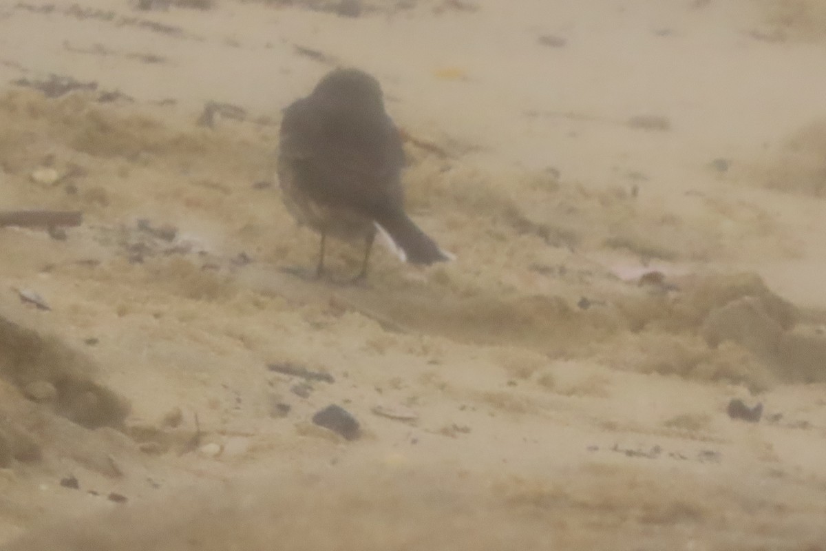 Щеврик американський - ML651309598